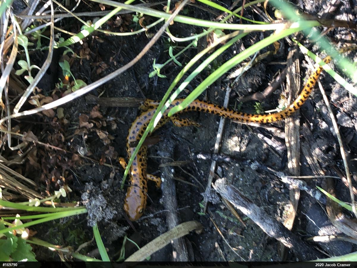 Eastern Long-tailed Salamander