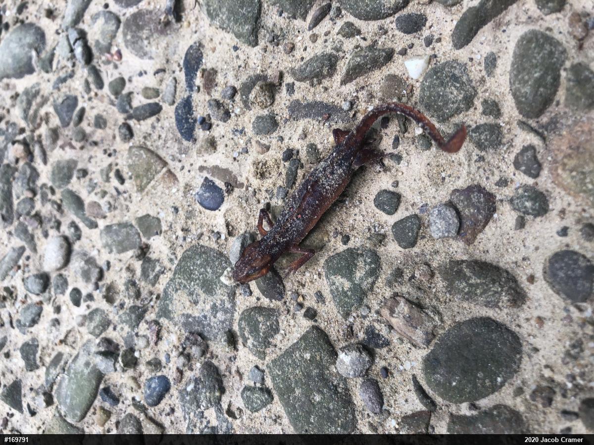 Red-spotted Newt