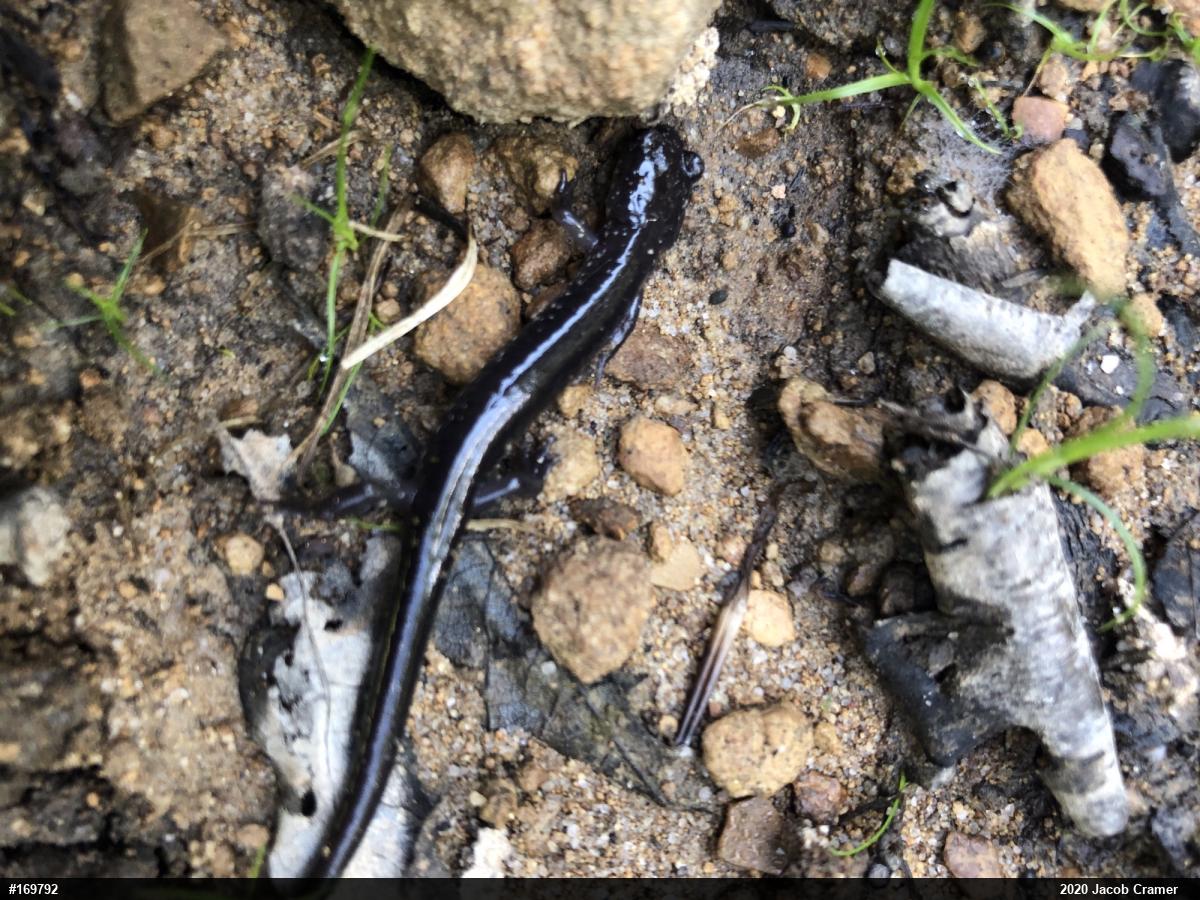 Wehrle's Salamander