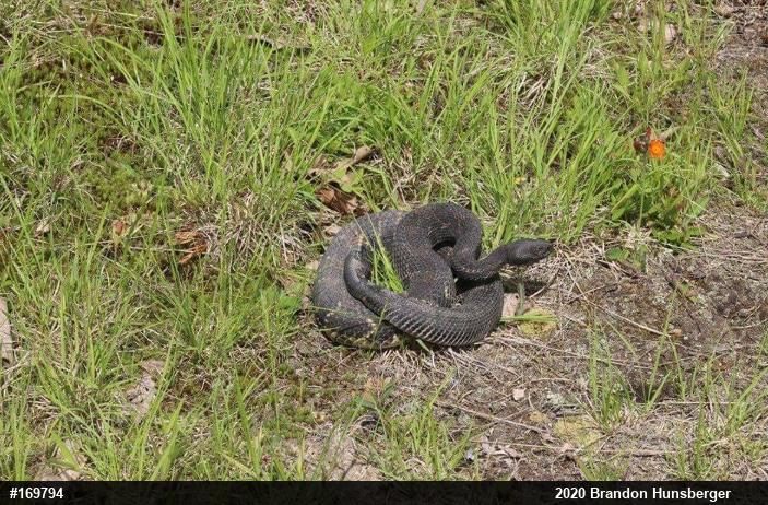 Timber Rattlesnake