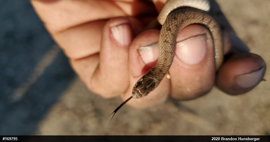 Dekay's Brownsnake