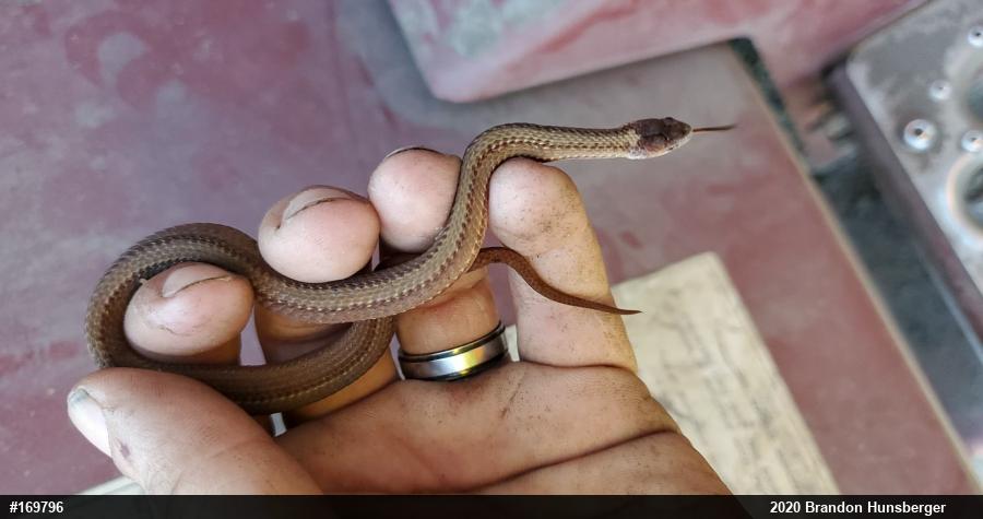 Red-bellied Snake