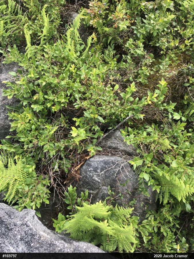 Timber Rattlesnake