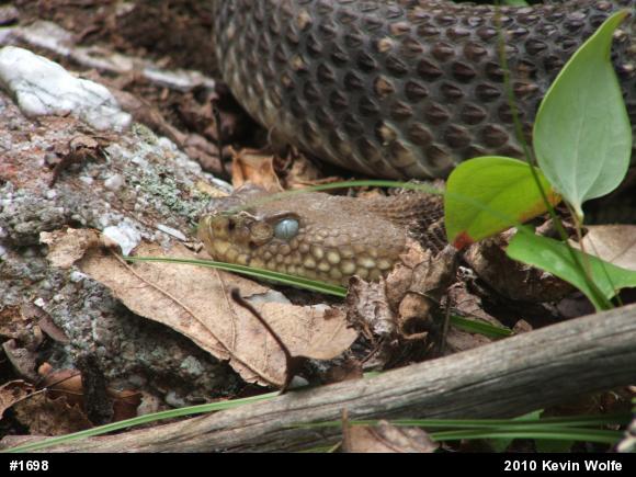 Timber Rattlesnake
