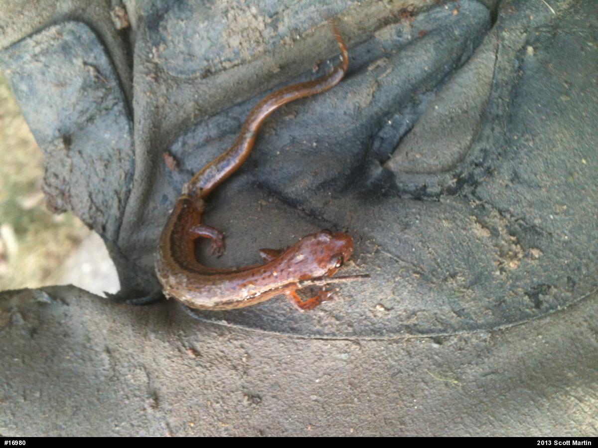 Northern Two-lined Salamander