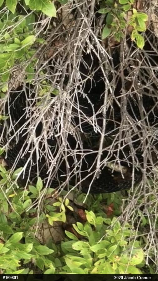 Timber Rattlesnake