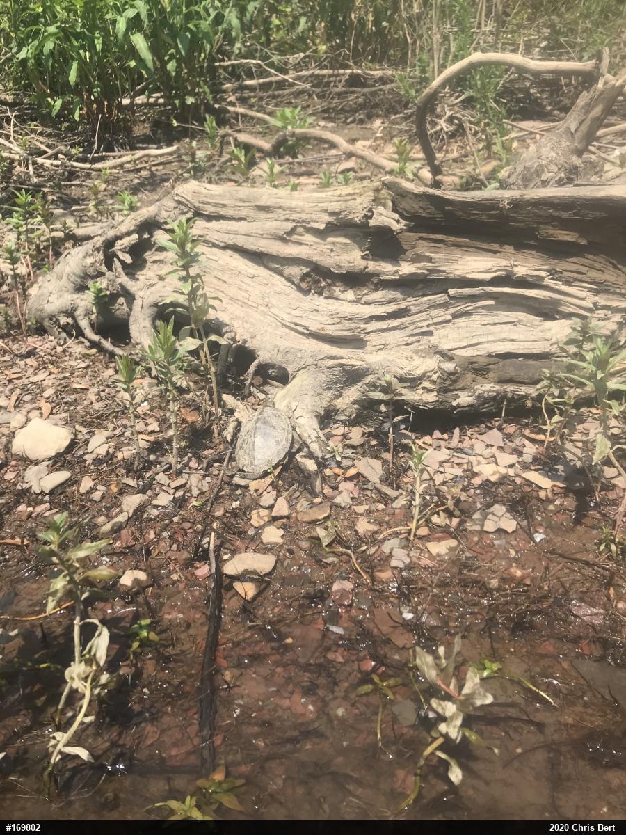 Northern Map Turtle