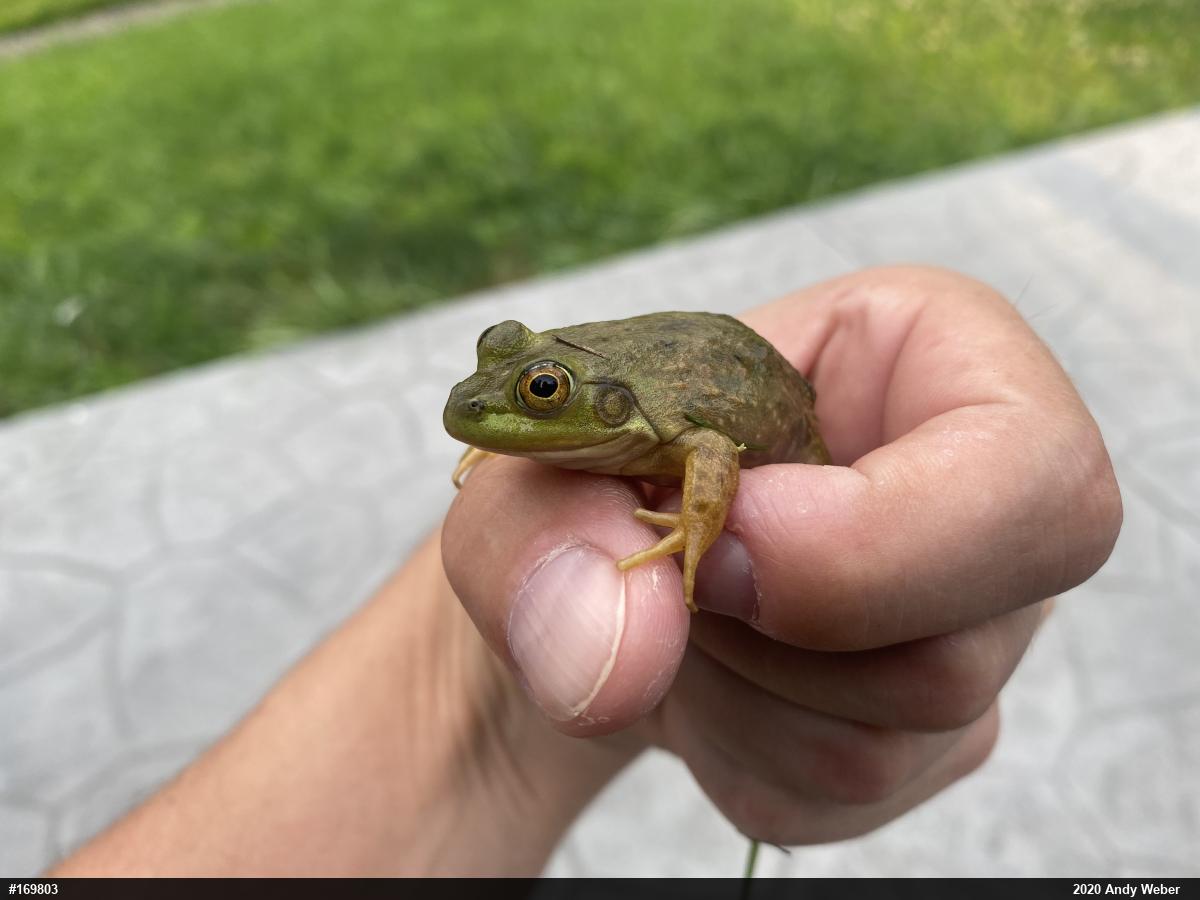 American Bullfrog