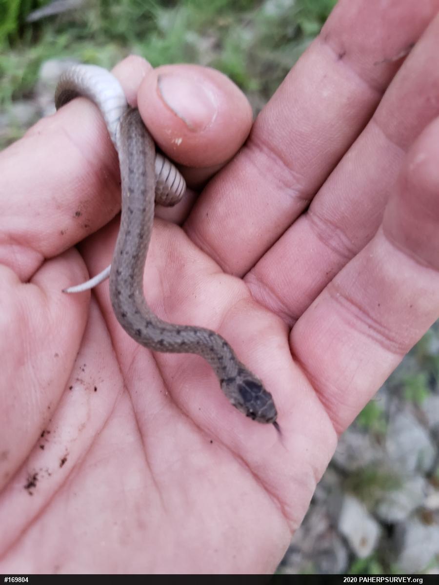Dekay's Brownsnake