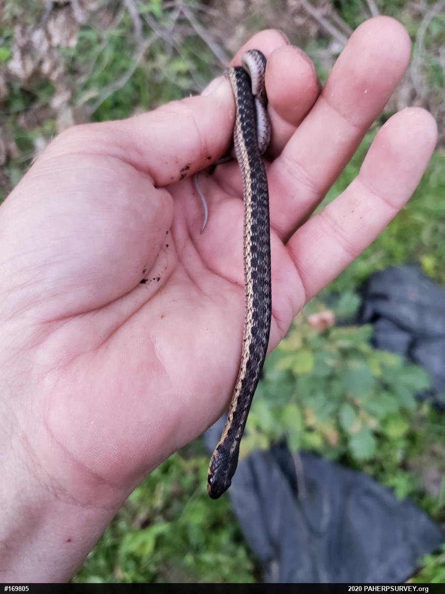 Eastern Gartersnake