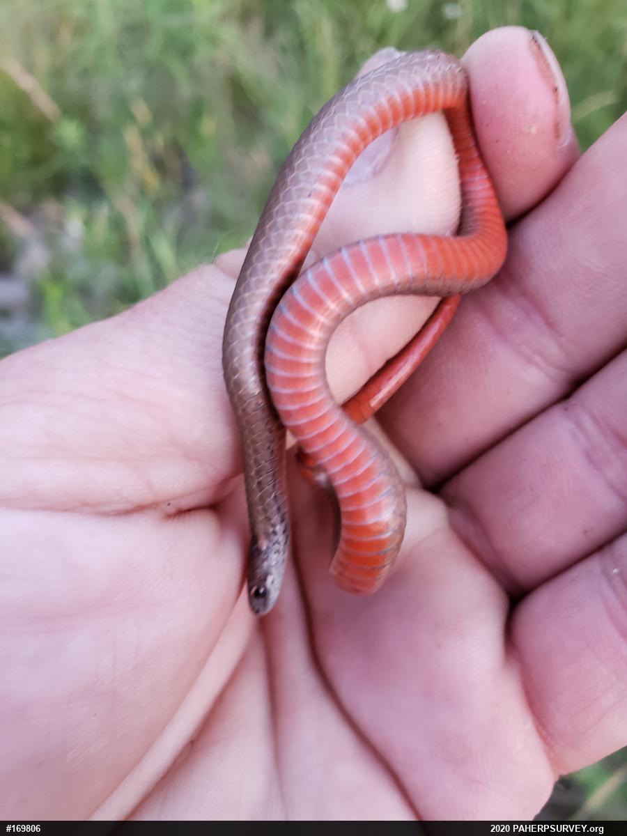 Red-bellied Snake