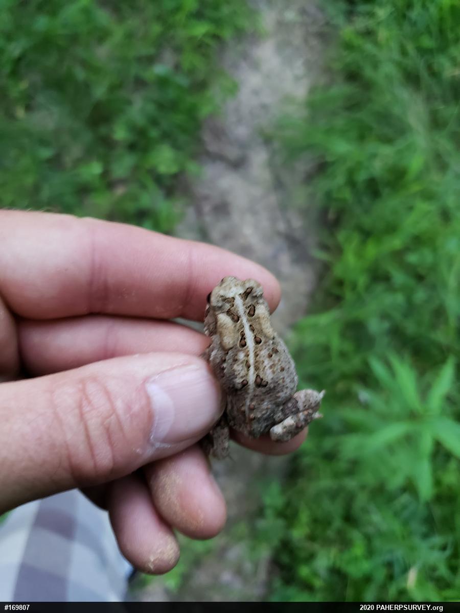 Eastern American Toad