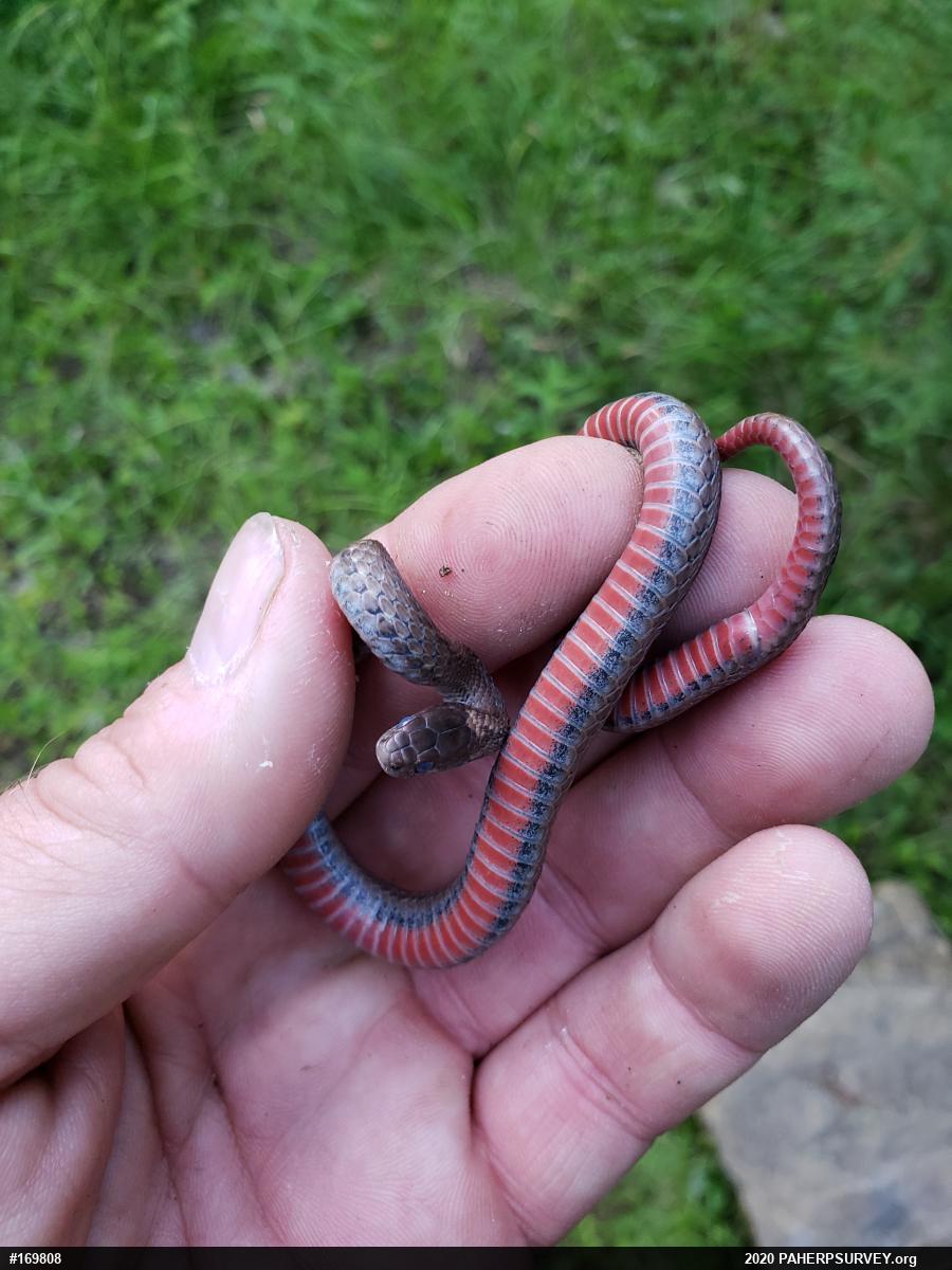 Red-bellied Snake