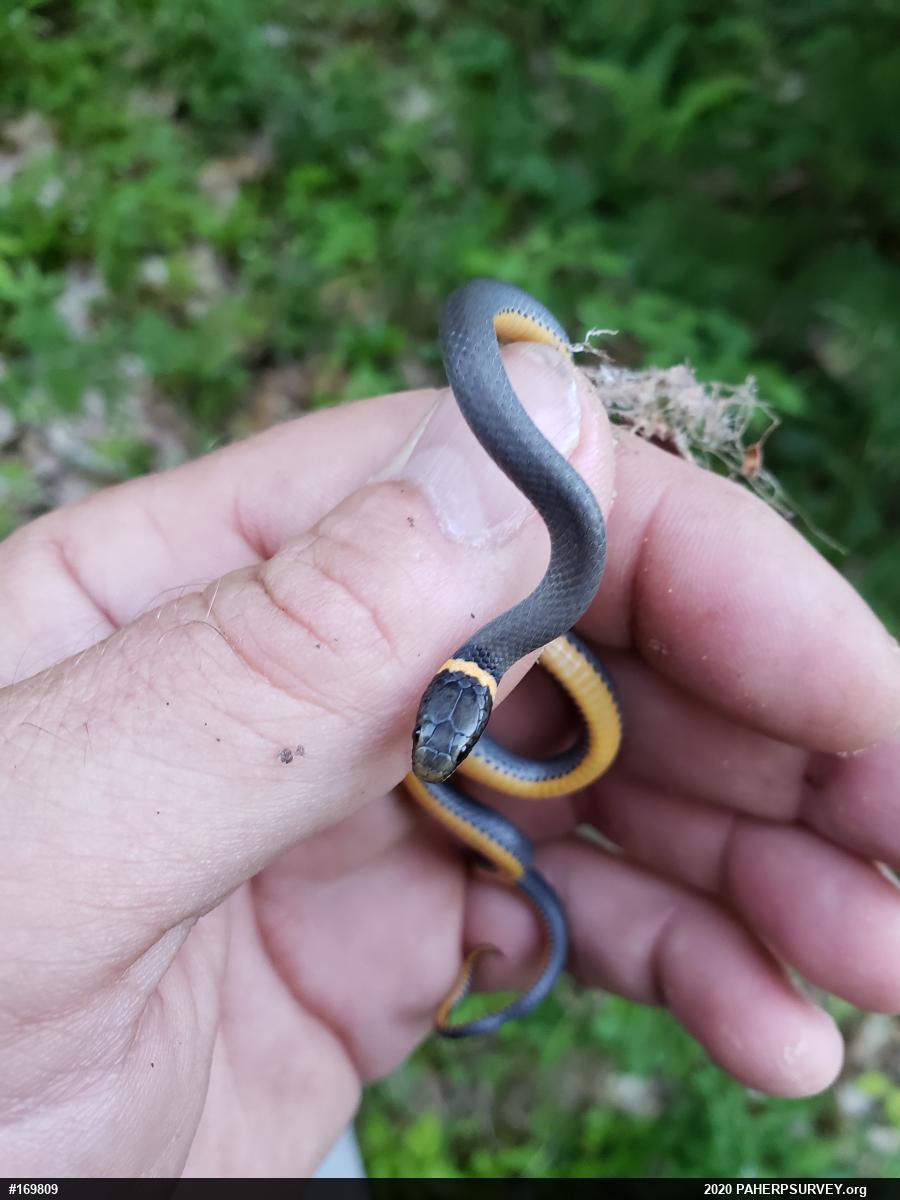 Northern Ring-necked Snake