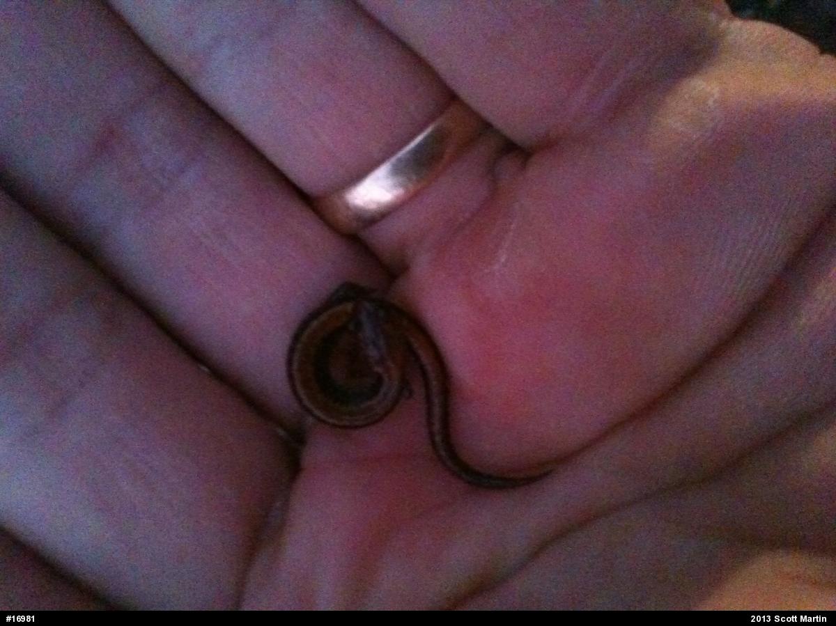 Eastern Red-backed  Salamander