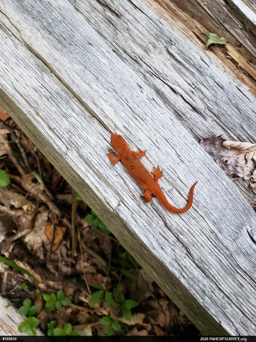 Red-spotted Newt
