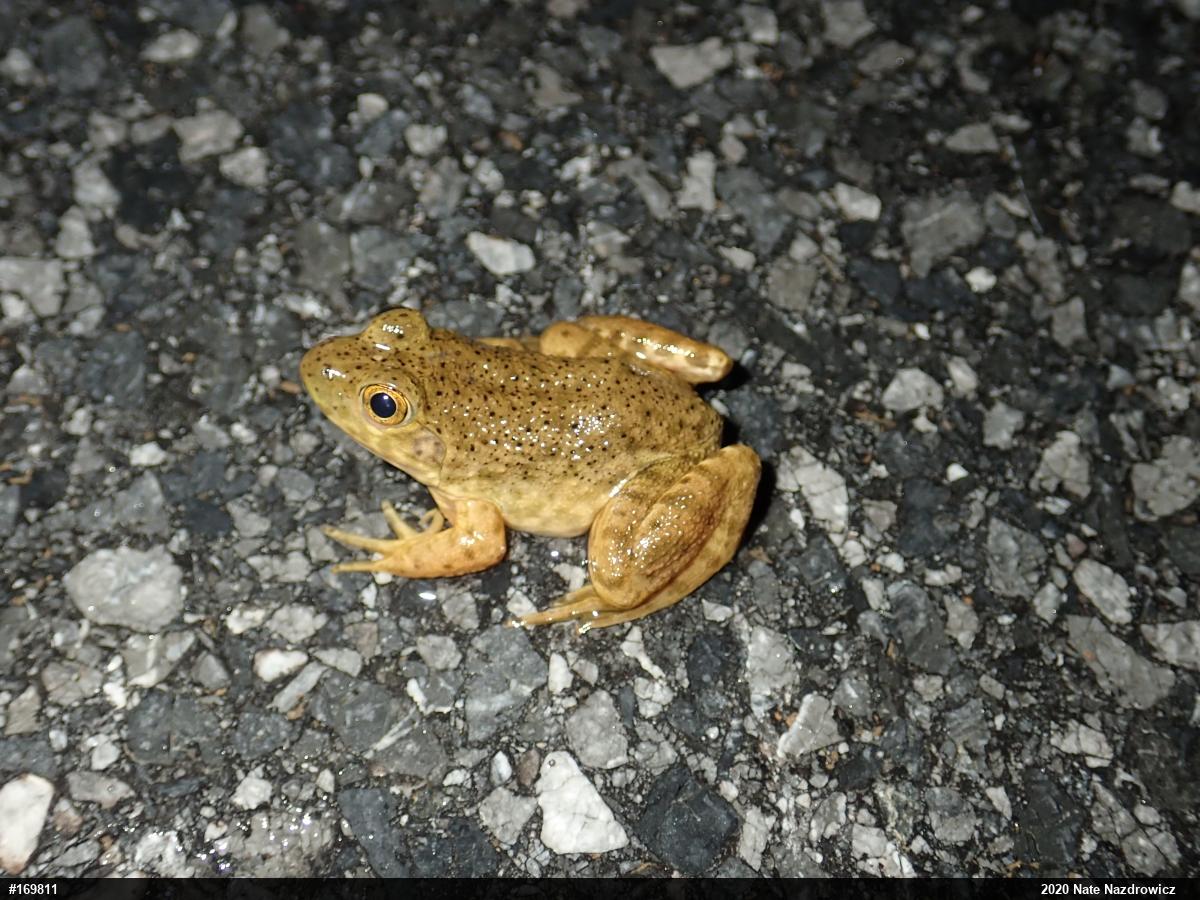 American Bullfrog