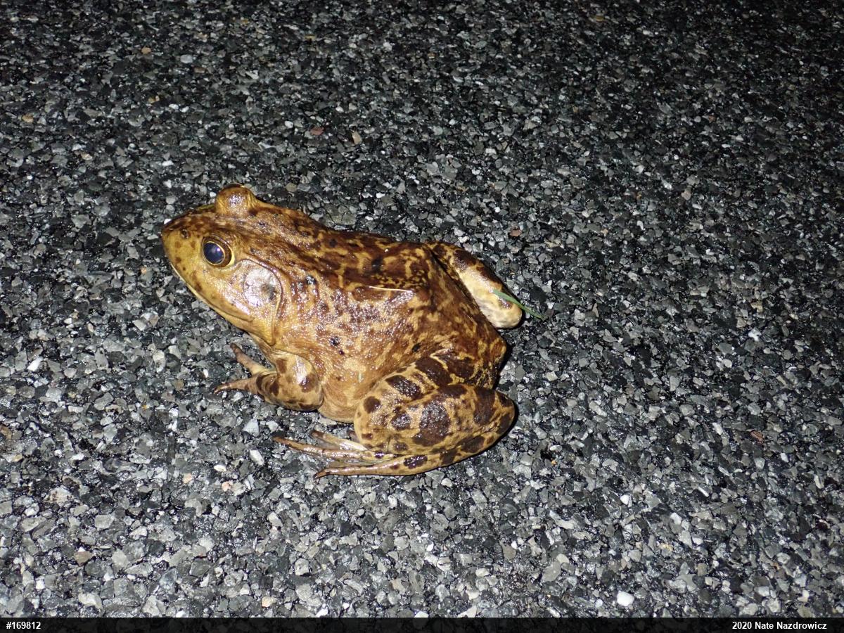 American Bullfrog