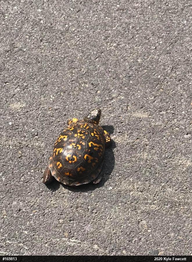 Eastern Box Turtle