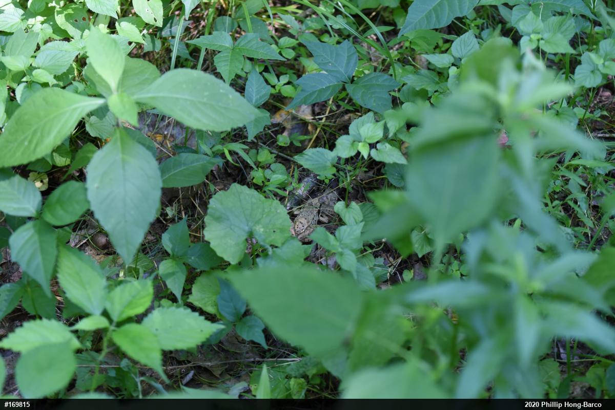 Wood Frog