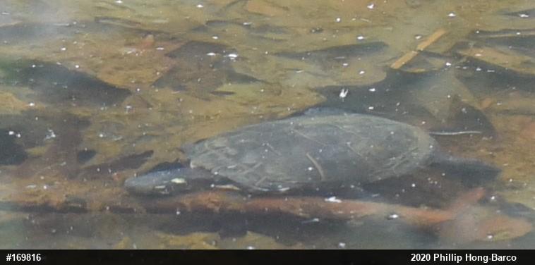 Midland Painted Turtle