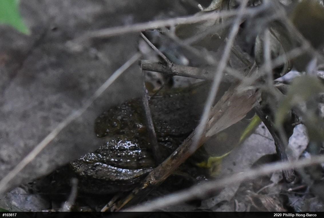 Green Frog