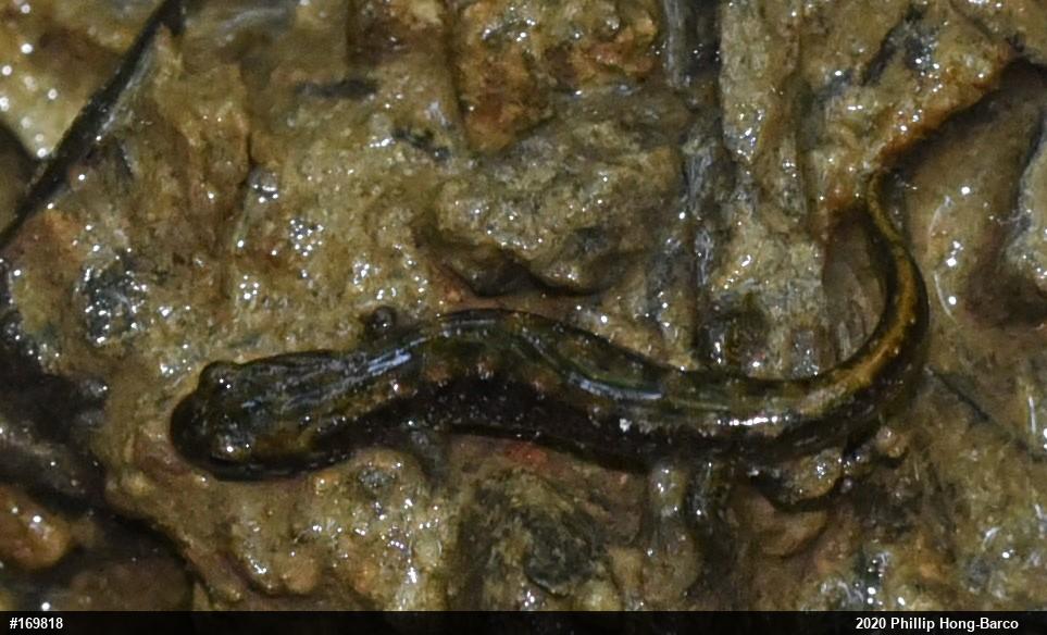 Northern Dusky Salamander