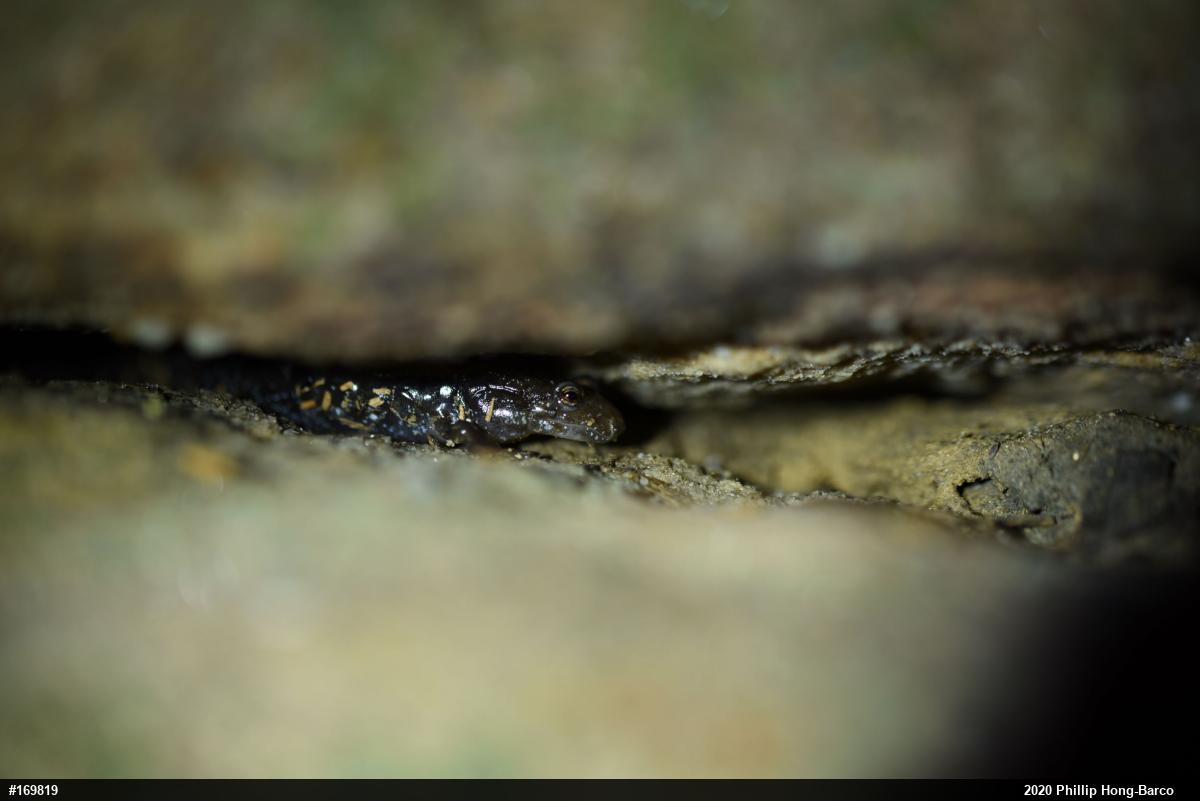 Allegheny Mountain Dusky Salamander