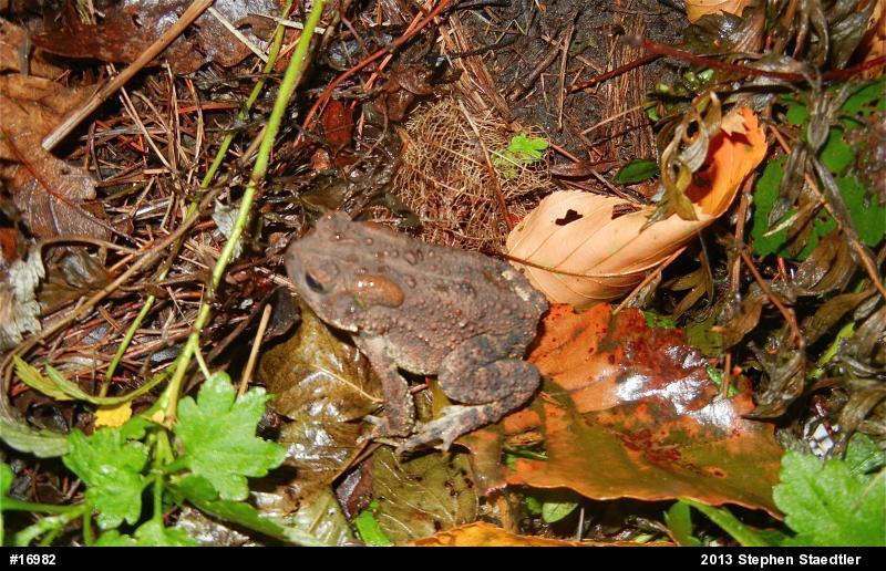 Eastern American Toad