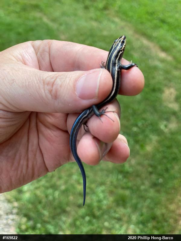 Common Five-lined Skink