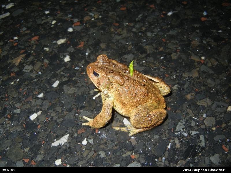 Eastern American Toad