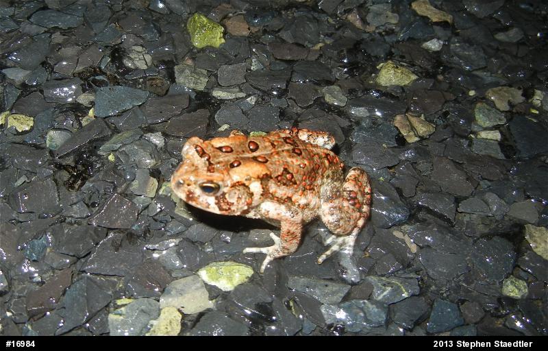 Eastern American Toad