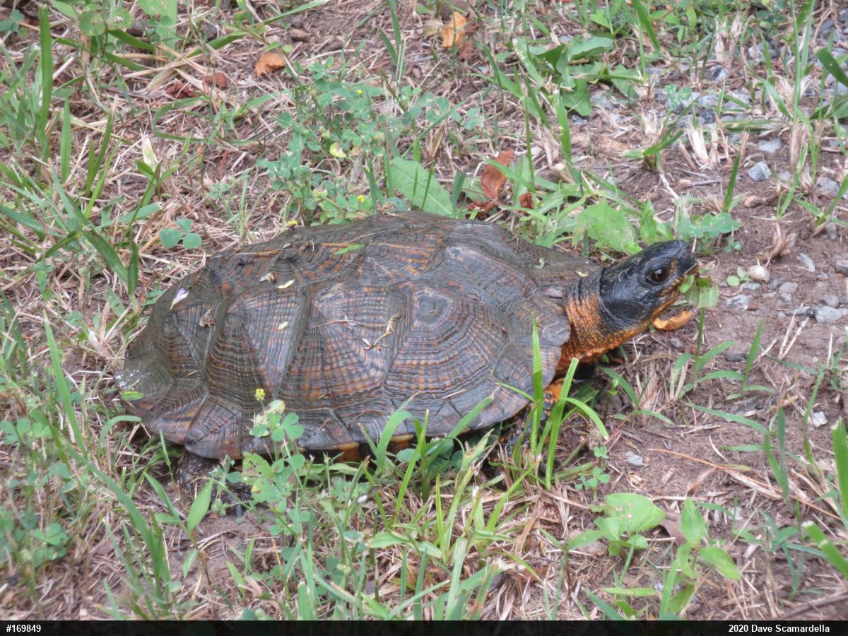 Wood Turtle
