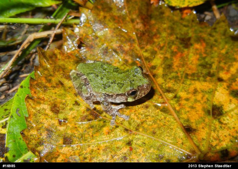 Gray Treefrog