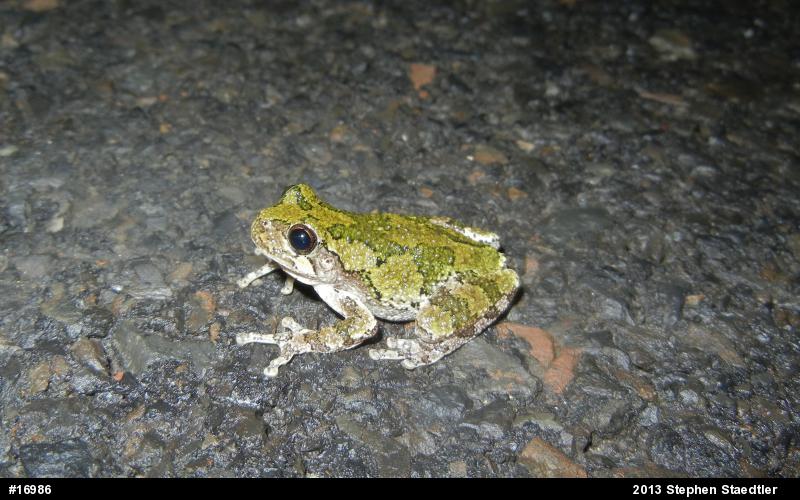 Gray Treefrog