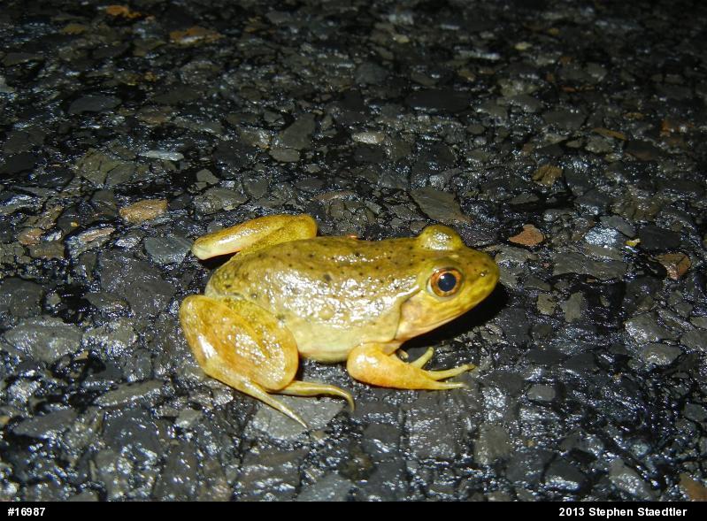 American Bullfrog