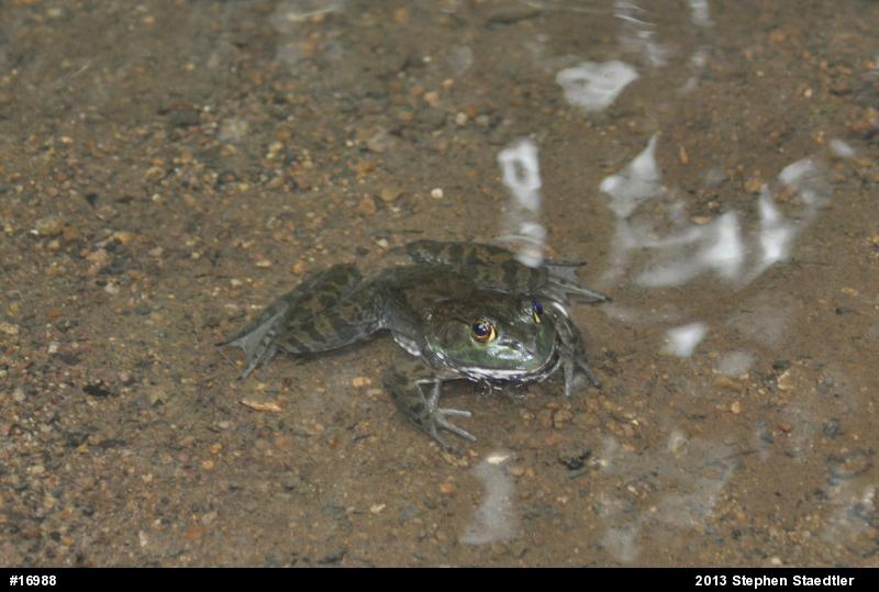 American Bullfrog