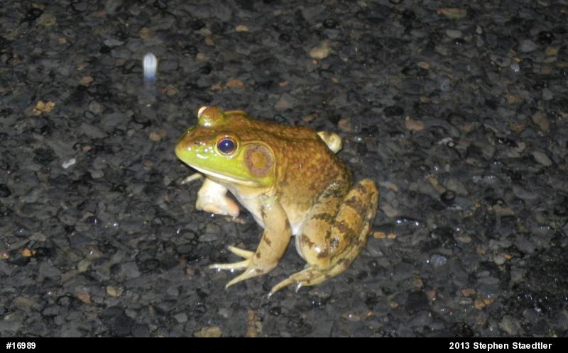 American Bullfrog