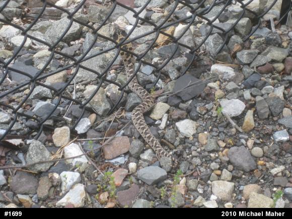 Eastern Hog-nosed Snake