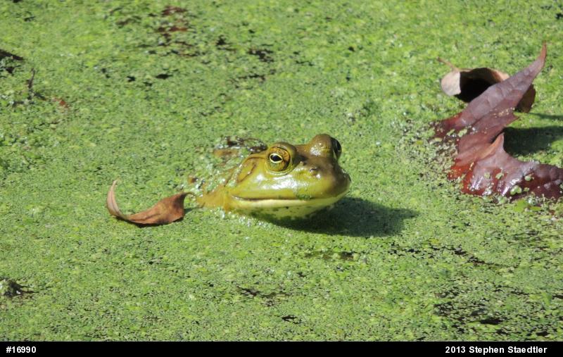 American Bullfrog