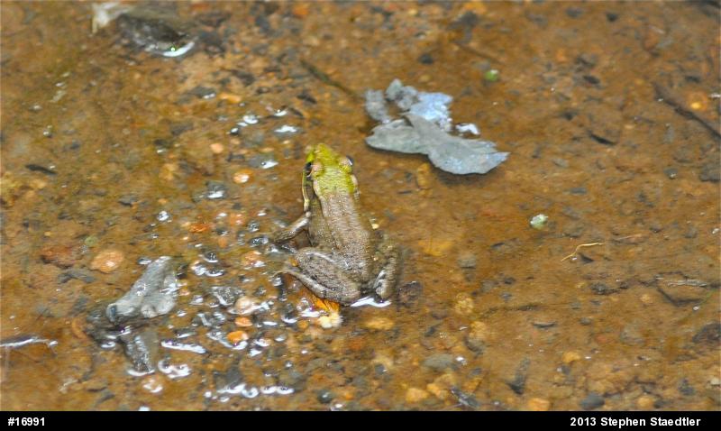 Green Frog