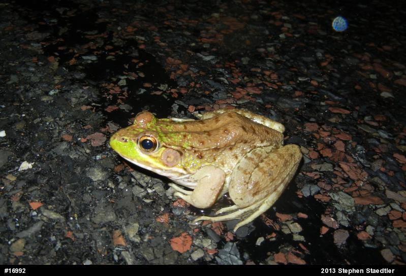 Green Frog