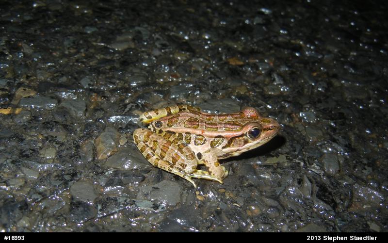 Pickerel Frog