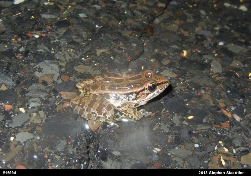Pickerel Frog