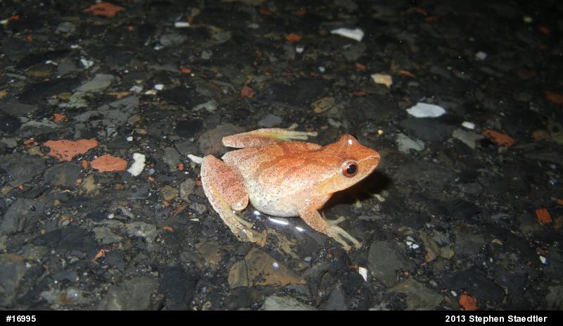 Spring Peeper