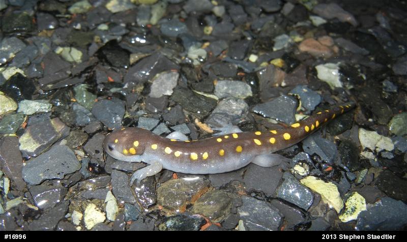Spotted Salamander