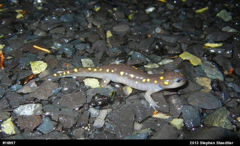 Spotted Salamander