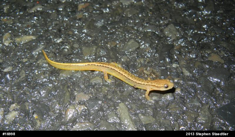 Northern Two-lined Salamander