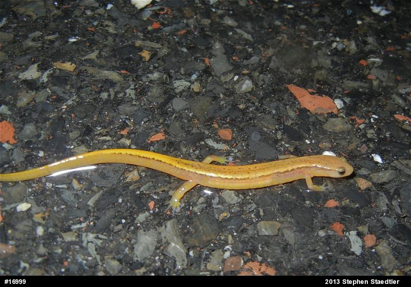 Northern Two-lined Salamander