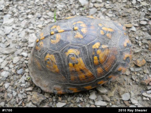 Eastern Box Turtle